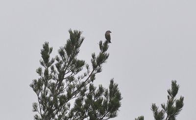 Mindre korsnbb (Loxia curvirostra)