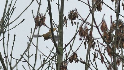 Baltimoretrupial (Icterus galbula)