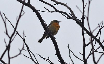 Baltimoretrupial (Icterus galbula)