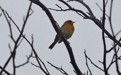 Baltimoretrupial (Icterus galbula)