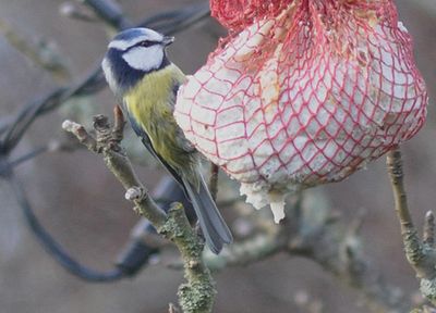 Blmes (Cyanistes caeruleus)