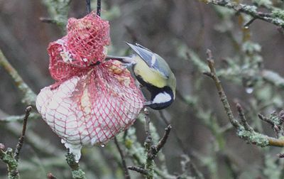  Bird feeding and Whater station Hagapark