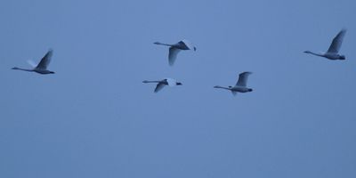 Sngsvan (Cygnus cygnus)