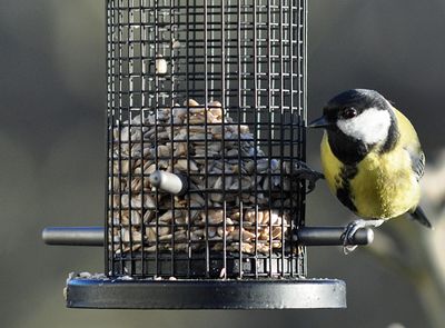 Talgoxe (Parus major)