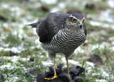 Sparvhk (Accipiter nisus)