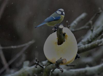Blmes (Cyanistes caeruleus) 