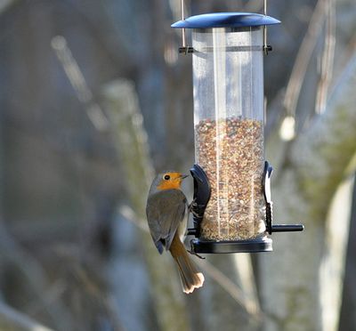 Rdhake (Erithacus rubecula)
