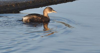 Smdopping (Tachybaptus ruficollis)