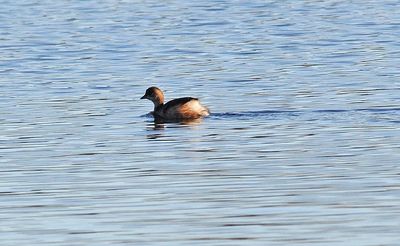 Smdopping (Tachybaptus ruficollis)