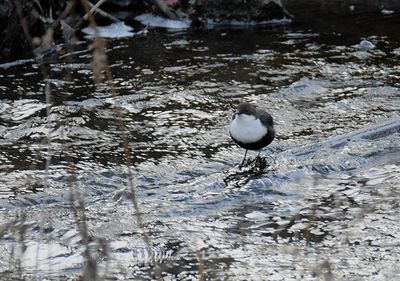 Strömstare (Cinclus cinclus)