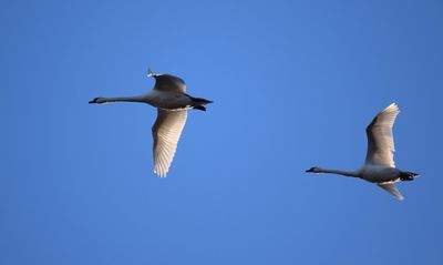 Knölsvan (Cygnus olor)