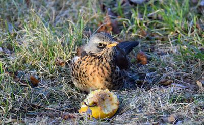 Bjrktrast (Turdus pilaris)