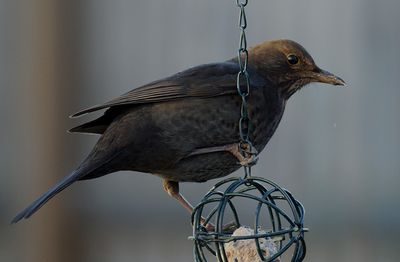 Koltrast (Turdus merula)