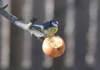 Blmes (Cyanistes caeruleus)