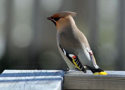 Sidensvans (Bombycilla garrulus)