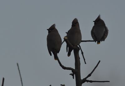 Sidensvans (Bombycilla garrulus)