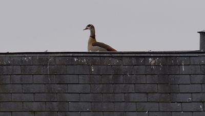 Nilgs (Alopochen aegyptiaca)