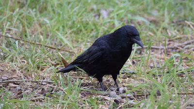Svartkrka (Corvus (corone)