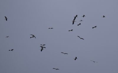 Vit stork (Ciconia ciconia) 