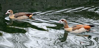 Nilgs (Alopochen aegyptiaca)
