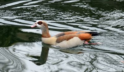 Nilgs (Alopochen aegyptiaca)