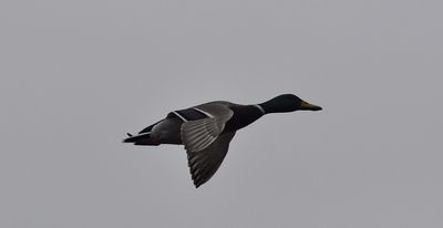 Gräsand (Anas platyrhynchos)