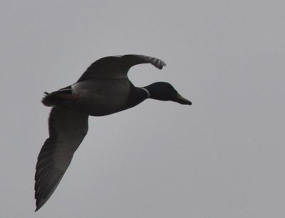 Gräsand (Anas platyrhynchos)