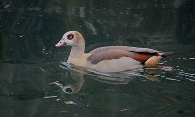 Nilgs (Alopochen aegyptiaca)