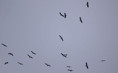 Vit stork (Ciconia ciconia) 