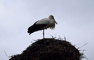 Vit stork (Ciconia ciconia) 