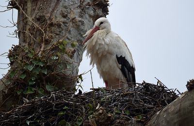 Vit stork (Ciconia ciconia) 