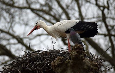 Vit stork (Ciconia ciconia) 