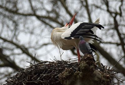 Vit stork (Ciconia ciconia) 