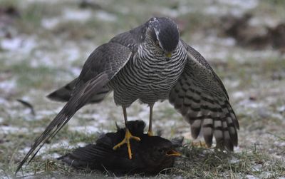 Sparvhk (Accipiter nisus)