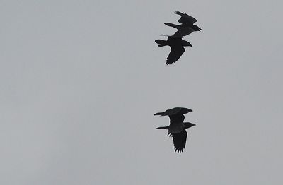 Korp (Corvus corax)
