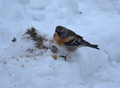 Bergfink (Fringilla montifringilla)