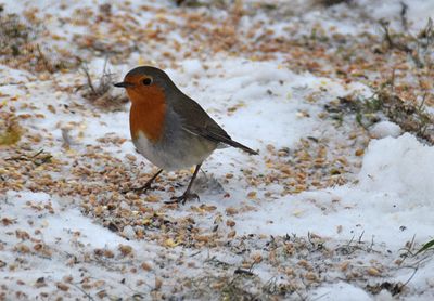 Rdhake (Erithacus rubecula)