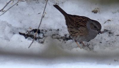 Jrnsparv (Prunella modularis)