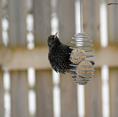 Stare (Sturnus vulgaris) 
