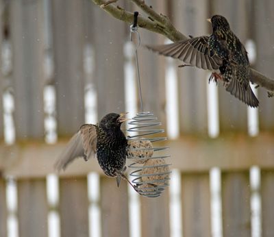 Stare (Sturnus vulgaris) 
