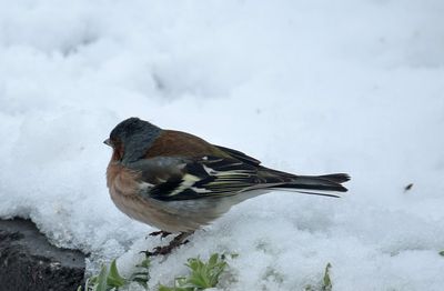 Bofink (Fringilla coelebs)