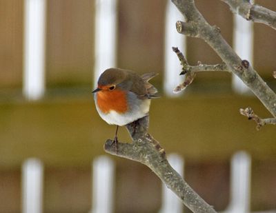 Rödhake (Erithacus rubecula)