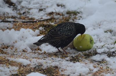 Stare (Sturnus vulgaris) 