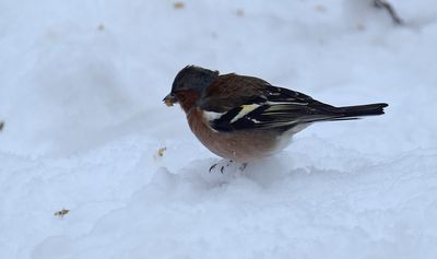 Bofink (Fringilla coelebs)