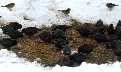 Stare (Sturnus vulgaris) 