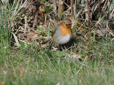 Rdhake (Erithacus rubecula)