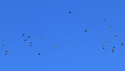 Tofsvipa (Vanellus vanellus)