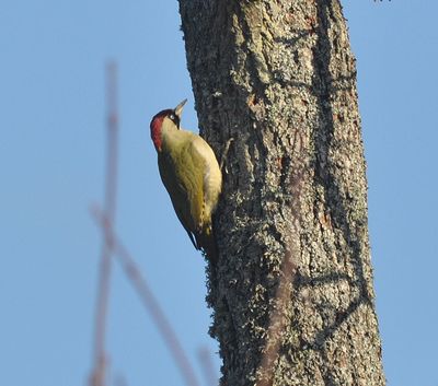 Gröngöling (Picus viridis)