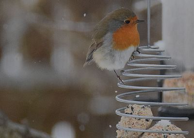 Rdhake (Erithacus rubecula)