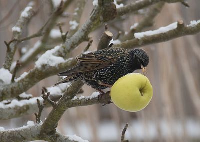 Stare (Sturnus vulgaris) 